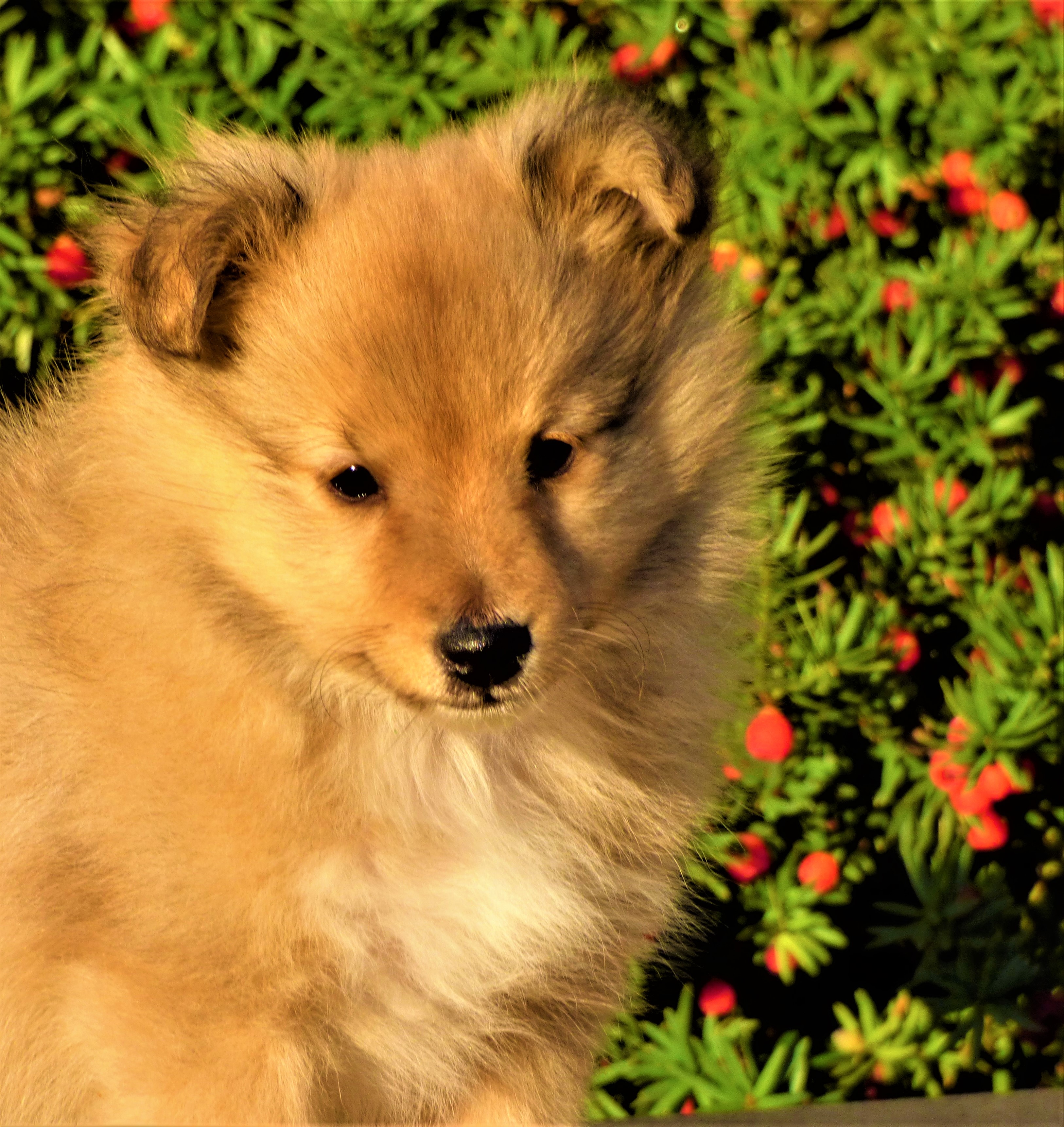 Diamond Heart BOHEMIA CLASSIC